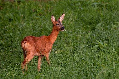 Avrupa Roe Geyiği - Capreolus capreolus, Avrupa ormanları, ormanları ve çayırlar, Beyaz Karpatlar, Çek Cumhuriyeti.