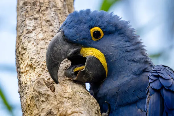 Hyacinth Macaw Anodorhynchus Hyacinthinus Beautiful Large Blue Parrot South American — Stock Photo, Image