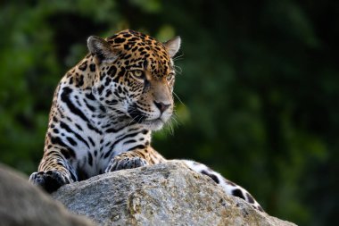 Jaguar - Panthera onca, portrait of beautiful large cat from South American forests, Amazon basin, Brazil.