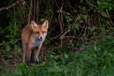 Kızıl Tilki - Vulpes vulpes, Avrupa ormanlarından, Beyaz Karpatlar, Çek Cumhuriyeti 'nden kışın güzel popüler etoburlar.