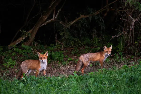 Red Fox Vulpes Vulpes Gyönyörű Húsevők Télen Európai Erdőkből Fehér — Stock Fotó