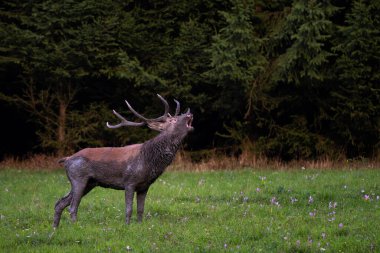 Kızıl Geyik - Cervus elaphus, Avrupa ormanları ve çayırlarından, Beyaz Karpatlar, Slovakya.