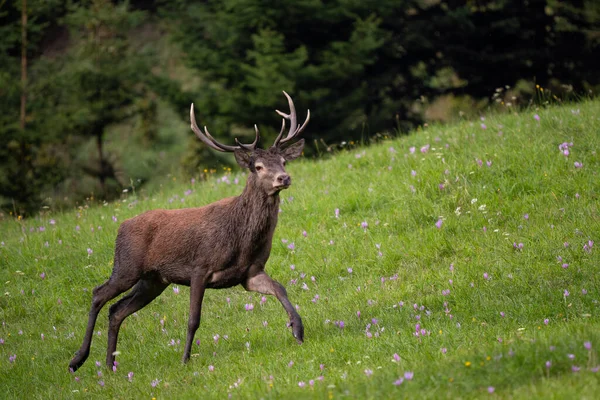 Red Deer Cervus Elaphus Groot Mooi Iconisch Dier Uit Europese — Stockfoto