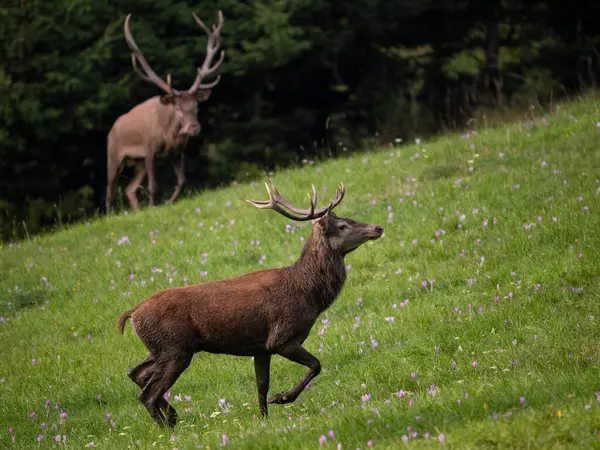 Red Deer Cervus Elaphus Stora Vackra Ikoniska Djur Från Europeiska — Stockfoto