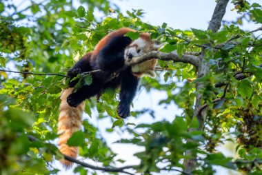 Red Panda - Ailurus fulgens, Asya ormanlarından ve ormanlık alanlardan popüler küçük panda, Çin.