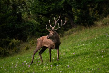 Kızıl Geyik - Cervus elaphus, Avrupa ormanları ve çayırlarından, Beyaz Karpatlar, Slovakya.