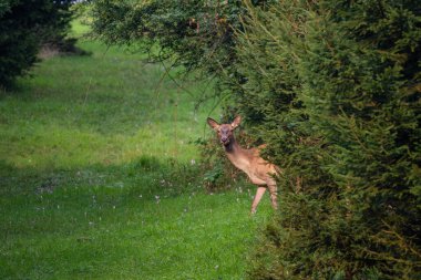 Kızıl Geyik - Cervus elaphus, Avrupa ormanları ve çayırlarından, Beyaz Karpatlar, Slovakya.