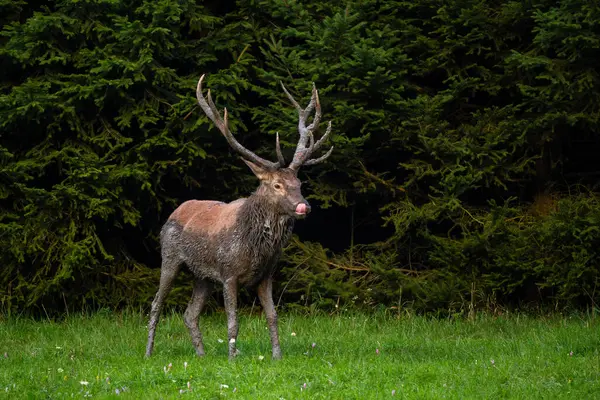 Kızıl Geyik - Cervus elaphus, Avrupa ormanları ve çayırlarından, Beyaz Karpatlar, Slovakya.