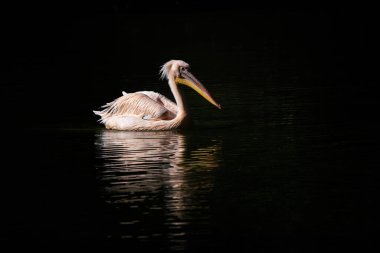 Büyük Beyaz Pelikan - Pelecanus onocrotalus, Afrika kıyılarından büyük beyaz deniz kuşu, Kraliçe Elizabeth Ulusal Parkı, Uganda.