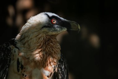 Sakallı Akbaba - Gypaetus Barbatus, Avro Dağları 'ndan yırtıcı bir kuşun portresi, İspanya.