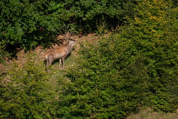 Red Deer Cervus Elaphus Stora Vackra Ikoniska Djur Från Europeiska — Stockfoto