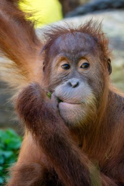 Sumatra Orang-utan - Pongo abelii, ormanlardaki Sumatra, Endonezya hominid primat.