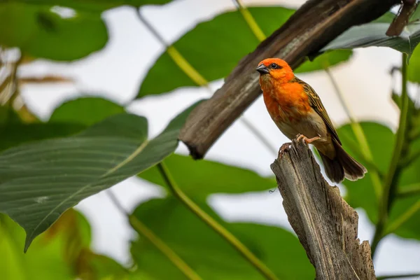 Red Fody Foudia Madagascariensis Beautiful Colored Perching Bird Madagascar Forests — Stock Photo, Image