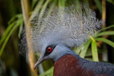 Victoria Crowned-Pigeon - Goura Victoria, Papua Yeni Gine ormanları ve ormanlık alanlardan güzel taçlı güvercin portresi.