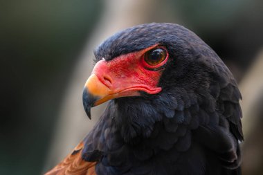 Bateleur - Terathopius ecaudatus, Afrika çalıları ve ormanlarından güzel renkli yırtıcı kuşun portresi, Taita tepeleri, Kenya.