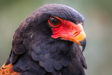 Bateleur - Terathopius ecaudatus, Afrika çalıları ve ormanlarından güzel renkli yırtıcı kuşun portresi, Taita tepeleri, Kenya.