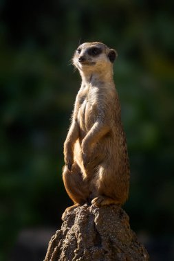 Meercat - Suricata suricatta, Afrika savanalarından popüler küçük etoburlar, Namibya.