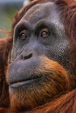 Sumatra Orang-utan - Pongo abelii, Endonezya 'nın Sumatra ormanlarından güzel bir primatın portresi.