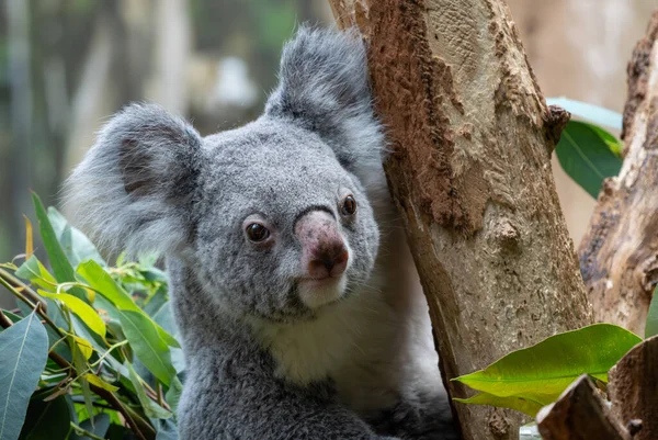 Koala Phascolarctos Cinereus Portrét Krásných Ikonických Zvířat Východoaustralských Jihoaustralských Lesů — Stock fotografie