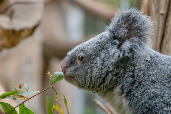 Koala Phascolarctos Cinereus Portret Van Prachtige Iconische Dieren Uit Oost — Stockfoto