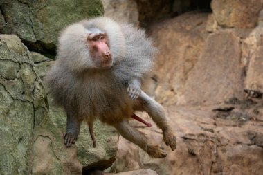 Hamadryas Baboon - Papio hamadryas, Afrika Boynuzu 'ndan ve Etiyopya' nın kayalık bölgelerinden güzel büyük primat..