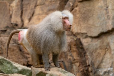 Hamadryas Baboon - Papio hamadryas, Afrika Boynuzu 'ndan ve Etiyopya' nın kayalık bölgelerinden güzel büyük primat..