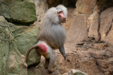 Hamadryas Baboon - Papio hamadryas, Afrika Boynuzu 'ndan ve Etiyopya' nın kayalık bölgelerinden güzel büyük primat..