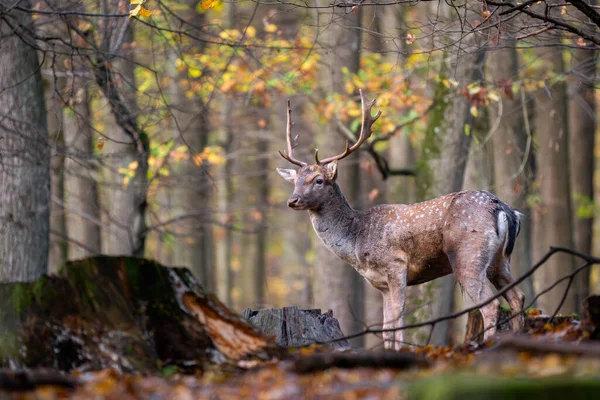 European Fallow Deer Dama Dama Large Beautiful Iconic Animal European — Stock Photo, Image