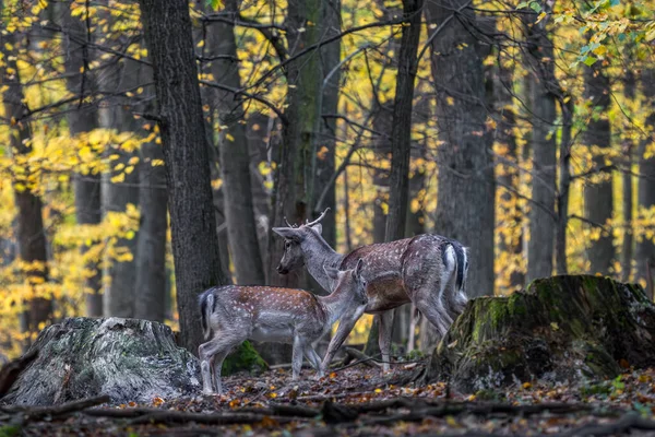 European Farlow Deer Dama Dama Μεγάλο Όμορφο Εμβληματικό Ζώο Από — Φωτογραφία Αρχείου