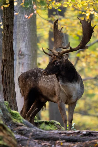 ヨーロッパのフォローディアダマニョ ヨーロッパの森林や牧草地からの大きな美しい象徴的な動物 ホワイトカルパチア人 チェコ — ストック写真