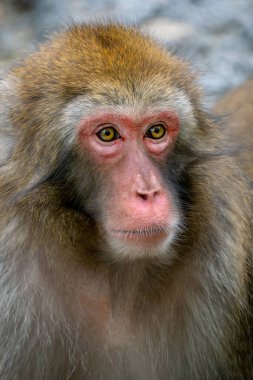 Japon Macaque - Macaca fuscata, Japon dağlarına, ormanlarına ve ormanlarına özgü eşsiz bir primat..