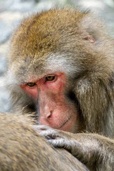 Japonské Macaque Macaca Fuscata Krásný Jedinečný Primát Původem Japonských Hor — Stock fotografie