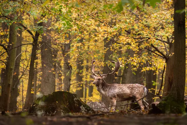 ヨーロッパのフォローディアダマニョ ヨーロッパの森林や牧草地からの大きな美しい象徴的な動物 ホワイトカルパチア人 チェコ — ストック写真