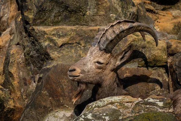 Sibirien Ibex Capra Sibirica Vacker Asiatisk Get Från Centralasien Kullar — Stockfoto