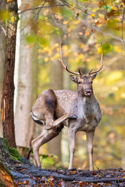 European Fallow Deer Dama Dama Μεγάλο Όμορφο Εμβληματικό Ζώο Από — Φωτογραφία Αρχείου