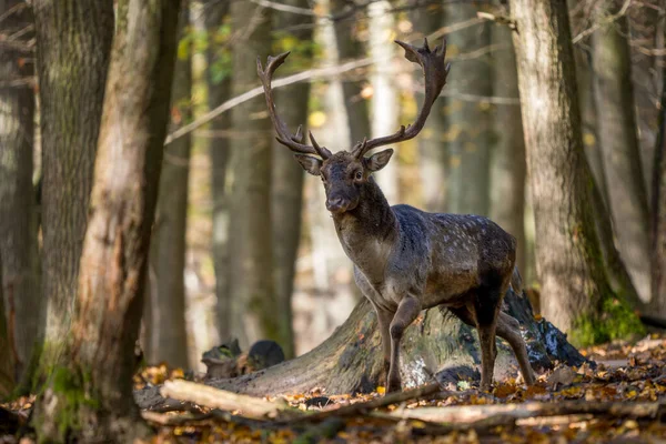 ヨーロッパの秋の鹿 ダマニョ ヨーロッパの森林や牧草地からの大きな美しい象徴的な動物 ホワイトカルパチア人 チェコ — ストック写真