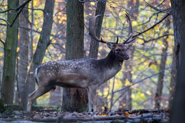 European Fallow Deer Dama Dama Stort Vackert Ikoniskt Djur Från — Stockfoto
