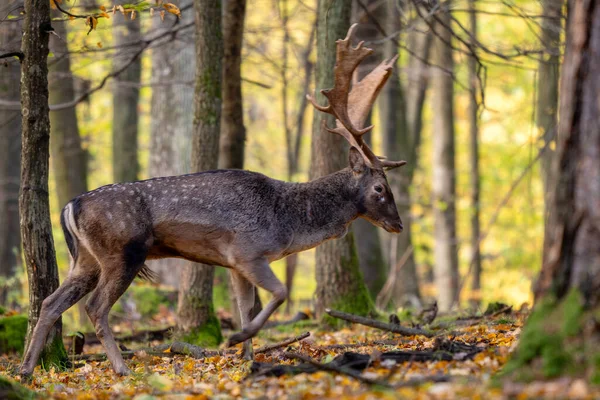 ヨーロッパの秋の鹿 ダマニョ ヨーロッパの森林や牧草地からの大きな美しい象徴的な動物 ホワイトカルパチア人 チェコ — ストック写真