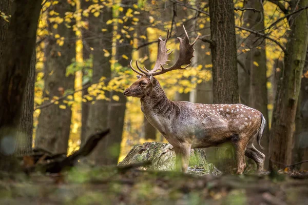 Jelen Bělavý Dama Dama Velké Krásné Ikonické Zvíře Evropských Lesů — Stock fotografie