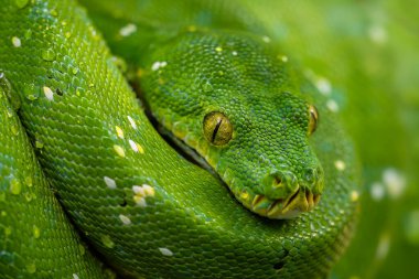 Yeşil Ağaç Pitonu - Morelia viridis, Asya 'nın tropik ormanlarından ve ormanlarından gelen güzel yeşil yılan, Papua Yeni Gine.