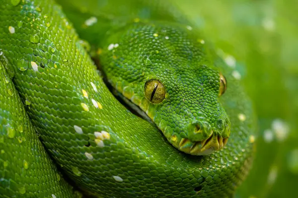 Atheris chlorechis being cute as fuck : r/snakes