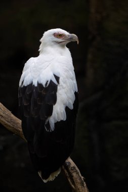 Palmiyeli Akbaba - Gypohierax Angolensis, Afrika ormanlarından ve savanalardan gelen güzel siyah beyaz yırtıcı kuş, Uganda.