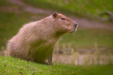 Capybara - Hydrochoerus hydrochaeris, Orta ve Güney Amerika savanalarından dev kemirgen, bataklık ve çayırlar, Gamboa, Panama.