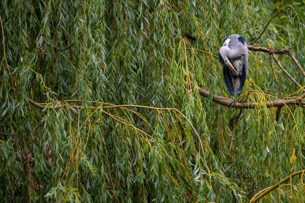 Grey Heron Ardea Cinerea Large Common Gray Heron Worldwide Lakes — Stock Photo, Image