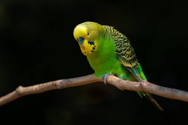 Budgerigar - Melopsittacus undulatus, Avustralya ormanları ve ormanlarından güzel renkli popüler papağan.