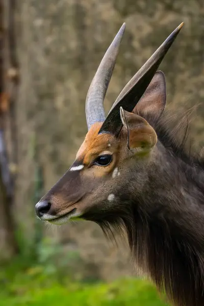 Lowland Nyala Tragelaphus Angasii Portrait Beautiful Large Forest Antelope African — Stock Photo, Image