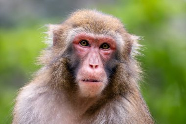 Japon Macaque - Macaca fuscata, Japon dağlarına, ormanlarına ve ormanlarına özgü eşsiz bir primat..