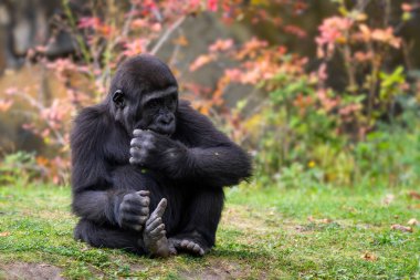 Batı gorili - Goril gorili, Afrika tropikal ormanlarından tehlike altındaki büyük ikonik maymun Gabon.