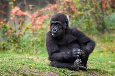 Batı gorili - Goril gorili, Afrika tropikal ormanlarından tehlike altındaki büyük ikonik maymun Gabon.