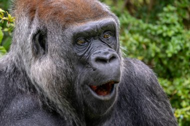 Batı gorili - Goril gorili, Afrika tropikal ormanlarından tehlike altındaki büyük ikonik maymun Gabon.